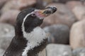 Humboldt penguin Royalty Free Stock Photo