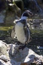 Humboldt penguin flightless bird vertebrates spectacle