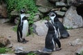 Humboldt penguin Royalty Free Stock Photo