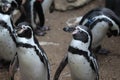 Humboldt penguin Royalty Free Stock Photo