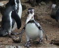 Humboldt penguin Royalty Free Stock Photo