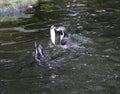 Humboldt penguin Royalty Free Stock Photo