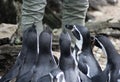 Humboldt penguin Royalty Free Stock Photo