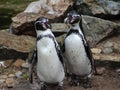 Humboldt penguin Royalty Free Stock Photo