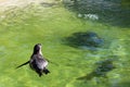 Humboldt Penguin having a swim Royalty Free Stock Photo