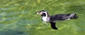 Humboldt Penguin having a swim Royalty Free Stock Photo