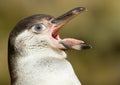 Humboldt penguin with a human eye Royalty Free Stock Photo