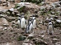 Humboldt Penguin in the island Ballestas, Paracas National Park in Peru.