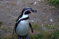 Humboldt penguin in Latin called Spheniscus humboldti, living in captivity and walking around in an enclosure.