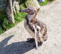 Humboldt penguin looking in the camera Royalty Free Stock Photo