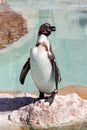 Humboldt penguin in a marineland