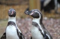 Humboldt penguin Royalty Free Stock Photo