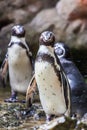 Humboldt Penguin(Peruvian Penguin)