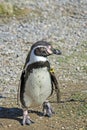 Humboldt Penguin - Marwell Zoo