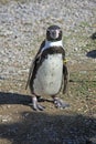 Humboldt Penguin - Marwell Zoo