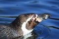 Humboldt penguin swimming at Marwell Zoo