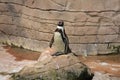 Humboldt penguin at Colchesterl Zoo