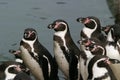 Humboldt Penguin, Sphenicus humboldti Royalty Free Stock Photo