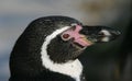 Humboldt Penguin, Sphenicus humboldti Royalty Free Stock Photo