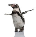 Humboldt Penguin, Spheniscus humboldti, Royalty Free Stock Photo