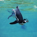 Humboldt Penguin, spheniscus humboldti, Adult catching Fish, Underwater View Royalty Free Stock Photo