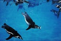 Humboldt Penguin, spheniscus humboldti, Adult catching Fish, Underwater View Royalty Free Stock Photo