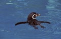 Humboldt Penguin, spheniscus humboldti, Adult standing in Water Royalty Free Stock Photo