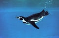 HUMBOLDT PENGUIN spheniscus humboldti, ADULT SWIMMING UNDERWATER Royalty Free Stock Photo