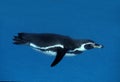 HUMBOLDT PENGUIN spheniscus humboldti, ADULT SWIMMING, UNDERWATER VIEW