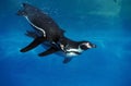 HUMBOLDT PENGUIN spheniscus humboldti, ADULTS SWIMMING Royalty Free Stock Photo