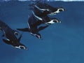 Humboldt Penguin, spheniscus humboldti, Adults swimming under water Royalty Free Stock Photo