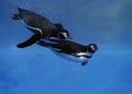 Humboldt Penguin, spheniscus humboldti, Adults swimming under water Royalty Free Stock Photo