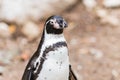 Humboldt penguin Spheniscus humboldti also called Peruvian Penguin or Patranca on the rocks of a cliff Royalty Free Stock Photo