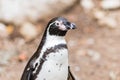 Humboldt penguin Spheniscus humboldti also called Peruvian Penguin or Patranca on the rocks of a cliff Royalty Free Stock Photo