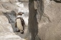 A Humboldt penguin Spheniscus humboldti also called Peruvian Penguin or Patranca on the rocks of a cliff Royalty Free Stock Photo