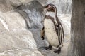 A Humboldt penguin Spheniscus humboldti also called Peruvian Penguin or Patranca on the rocks of a cliff Royalty Free Stock Photo