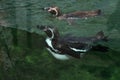 Humboldt penguin (Spheniscus humboldti).