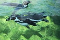 Humboldt penguin (Spheniscus humboldti).