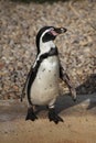 Humboldt penguin (Spheniscus humboldti). Royalty Free Stock Photo