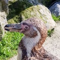 Humboldt penguin looking in the camera Royalty Free Stock Photo