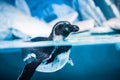 Humboldt Penguin (Spheniscus humboldti