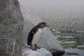 The Humboldt Penguin, Spheniscus humboldti also termed Peruvian penguin, or patranca is a South American penguin that breeds in Royalty Free Stock Photo