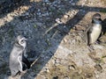 Humboldt penguin Spheniscus humboldti, Der Humboldt-Pinguin oder Humboldtpinguin, Le Manchot de Humboldt - Zoo Zuerich, Schweiz