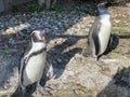 Humboldt penguin Spheniscus humboldti, Der Humboldt-Pinguin oder Humboldtpinguin, Le Manchot de Humboldt - Zoo Zuerich, Schweiz