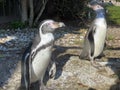 Humboldt penguin Spheniscus humboldti, Der Humboldt-Pinguin oder Humboldtpinguin, Le Manchot de Humboldt - Zoo Zuerich, Schweiz