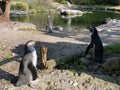 Humboldt penguin Spheniscus humboldti, Der Humboldt-Pinguin oder Humboldtpinguin, Le Manchot de Humboldt - Zoo Zuerich, Schweiz Royalty Free Stock Photo