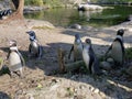 Humboldt penguin Spheniscus humboldti, Der Humboldt-Pinguin oder Humboldtpinguin, Le Manchot de Humboldt - Zoo Zuerich, Schweiz Royalty Free Stock Photo