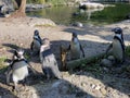 Humboldt penguin Spheniscus humboldti, Der Humboldt-Pinguin oder Humboldtpinguin, Le Manchot de Humboldt - Zoo Zuerich, Schweiz