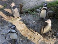 Humboldt penguin Spheniscus humboldti, Der Humboldt-Pinguin oder Humboldtpinguin, Le Manchot de Humboldt - Zoo Zuerich, Schweiz