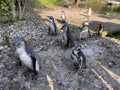 Humboldt penguin Spheniscus humboldti, Der Humboldt-Pinguin oder Humboldtpinguin, Le Manchot de Humboldt - Zoo Zuerich, Schweiz